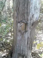 OwlTree1.webp