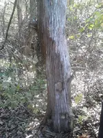 OwlTree2.webp