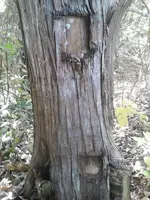 OwlTree3.webp