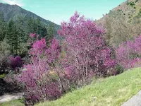 redbud copy.webp