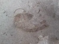 Fish Fossil.webp