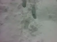 snow4.webp