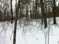 snow3.webp