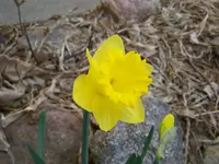 lilly.webp