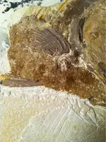 image-1561619703.webp