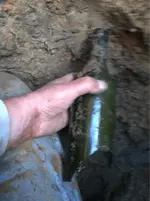 image-160410963.webp