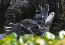 e6f386d0-a56b-11e3-a048-d37169144a04_otter-alligator.webp