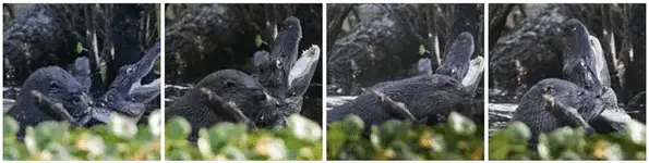 61287820-a56c-11e3-a048-d37169144a04_otter-alligator-thumbnails.webp