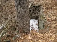 sunday hunt 005.webp