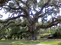 liveoak.webp