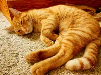 DSCN5533.webp