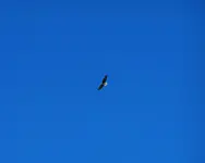 eagle 1.webp