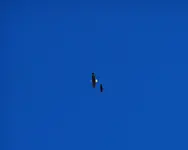 eagle 3.webp