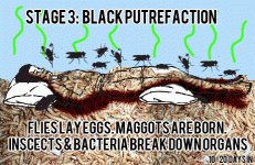 STAGE3.gif