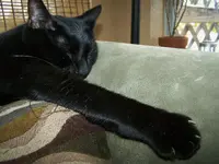 riz cat.webp