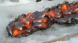 Lava+bubbles.webp
