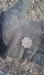 IMAG3211.webp