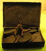wabbitstash..webp