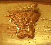 HallMark.webp