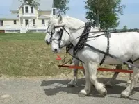 1Bspreader chains.webp 1Bspreader chains.webp