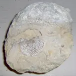 HPIM0551.webp