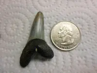 mako Treasure Coast.webp