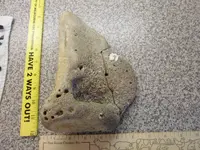 whale shoulder bone (2).webp