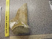 whale shoulder bone found TC2008.webp