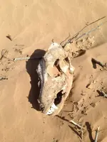 image-3235773333.webp