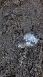 image-1246830303.webp