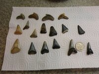 shark teeth treasure Coast.JPG