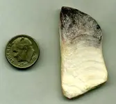 lenape wampum.webp