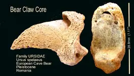 bearClawcore.webp
