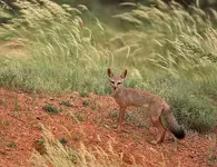 indianfoxci.webp