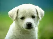 puppy.webp