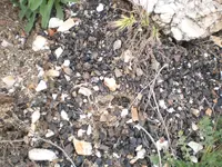 P3292437.webp