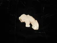 DSCN0667.webp