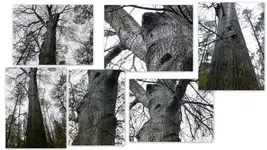 Misc trees Rocks Leaves Cameras etc.webp Misc trees Rocks Leaves Cameras etc.webp