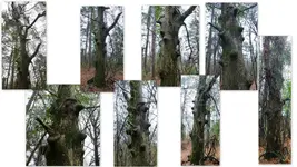 Misc trees Rocks Leaves Cameras etc1.webp Misc trees Rocks Leaves Cameras etc1.webp