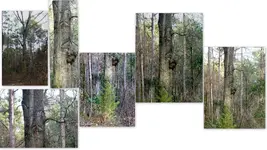 Misc trees Rocks Leaves Cameras etc2.webp Misc trees Rocks Leaves Cameras etc2.webp