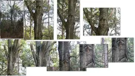 Misc trees Rocks Leaves Cameras etc2-001.webp