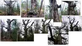 Misc trees Rocks Leaves Cameras etc3.webp