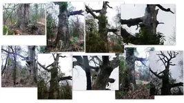 Misc trees Rocks Leaves Cameras etc4.webp Misc trees Rocks Leaves Cameras etc4.webp