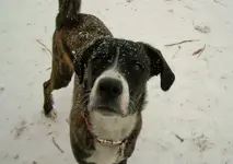ollie in snow.webp