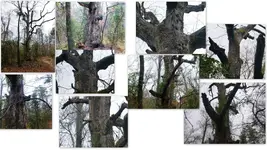 Misc trees Rocks Leaves Cameras etc5.webp Misc trees Rocks Leaves Cameras etc5.webp