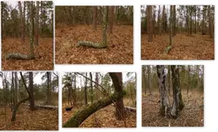 Misc trees Rocks Leaves Cameras etc6.webp