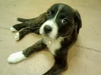 ollie day 1.webp