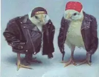 Bikerchicks.webp