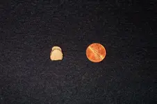 Olive False Tooth (Small).webp
