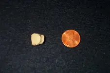 Olive False Tooth 002 (Small).webp